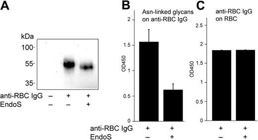 Figure 5. Hydrolysis of anti–human RBC-IgG by EndoS. (A) Rabbit antiserum against human RBCs was treated with EndoS or PBS and used for sensitization of RBCs. RBC-bound IgG was determined by solubilization of sensitized RBCs followed by Western blot using antiserum rabbit IgG. (B) Glycan hydrolysis of RBC-bound IgG determined by lectin ELISA (OD = 450 nm). (C) RBC-bound antibody was quantified by ELISA (OD = 450 nm) using antiserum against rabbit IgG.