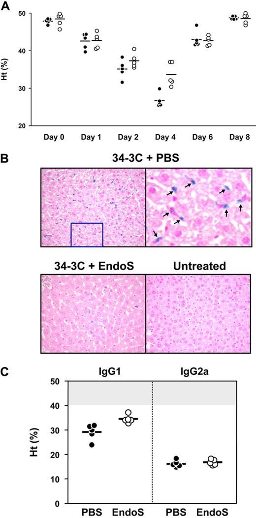 Figure 7. EndoS decreases the development of AIHA in BALB/c mice pretreated with 34-3C anti-RBC mAb. BALB/c mice were intravenously injected with 34-3C anti-RBC mAb; and 24 hours later, 20 μg of EndoS was intravenously injected. (A) Hematocrit values of individual mice treated with EndoS (○) or PBS (●) were measured 1, 2, 4, 6, and 8 days after injection of 200 μg 34-3C IgG2b mAb. Horizontal lines indicate mean values. (B). Representative histologic appearance of iron deposits in Kupffer cells from mice injected with 34-3C IgG2b anti-RBC mAb and then with EndoS. Note substantial reduction of iron deposits in livers from mice treated with EndoS, compared with completely untreated mice (original magnification ×200). (Top right panel) Higher magnification of iron deposits as indicated by arrows. (C) BALB/c mice were intravenously injected with 300 μg of 34-3C IgG1 or 200 μg of 34-3C IgG2a class-switch variant; and 24 hours later, 20 μg of EndoS was intravenously injected. Hematocrit values of individual mice treated with EndoS (○) or PBS (●) were measured 4 days after injection of 34-3C mAb. Horizontal lines indicate mean values. The normal range of hematocrit values (mean ± 3 SD) of 2- to 3-month-old BALB/c mice is represented as a shaded area.
