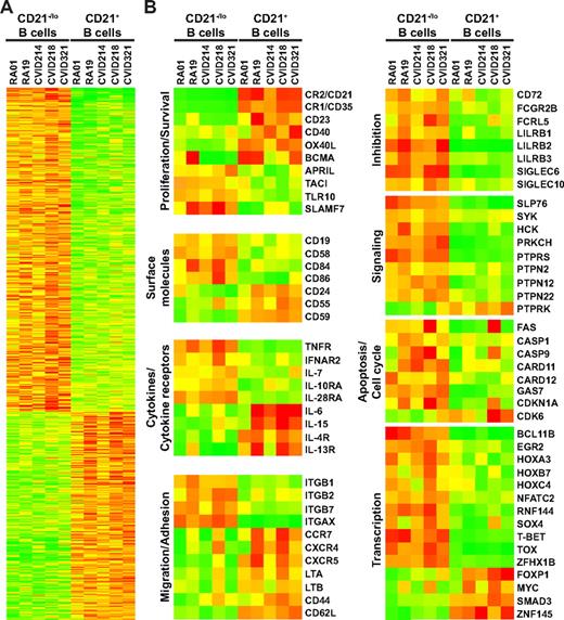 Figure 6. Gene array comparisons of CD21−/lo and CD21+ naive B cells from RA and CVID patients using the Affymetrix Human Genome U133 Plus 2.0 Array. (A) Transcripts differentially expressed by CD21−/lo and CD21+ naive B cells from 2 RA and 3 CVID group Ia patients are shown. (B) Selected transcripts well known to B-cell biology or of potential interest are presented. Up- and down-regulated transcripts are indicated in red and green, respectively. The magnitude of expression is depicted by the color bar.
