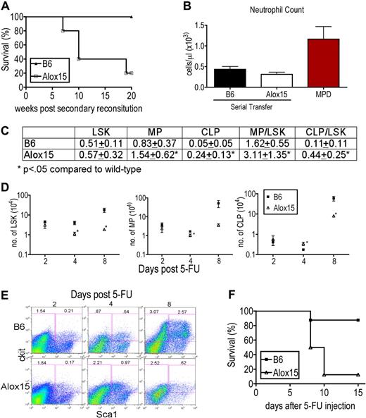 Figure 5. 12/15-LOX maintains the number of LT-HSC. (A) Kaplan-Meier plot of secondary recipients of B6 and Alox15 BM. BM cells from lethally irradiated primary recipients were harvested 16 weeks after engraftment of B6 and Alox15 BM cells and transferred into secondary lethally irradiated congenic recipients, and survival was monitored (n = 5). (B) Neutrophils in the blood of secondary recipients at 15 weeks after secondary reconstitution compared with mice with MPD eliminating MPD as the cause of morbidity in Alox15 secondary recipients. (C) Increased ratio of MP (Lin−Sca1−cKit+) to LSK and CLP to LSK quantified by flow cytometry day 4 after treatment with 200 mg/kg 5-FU indicate a defect in maintenance of LSK numbers in Alox15 mice compared with B6 (n = 9). (D-E) Kinetics of expansion of LSK and progenitor populations in 5-FU–treated B6 and Alox15 mice, demonstrating loss of the LSK subset in Alox15 mice by day 8. (D) Number of LSK, MP, and CLP in Alox15 mice after treatment with 5-FU. (E) Representative flow cytometric analyses at times indicated of gated Lin− cells with percentage of progenitor and LSK subsets among total cells shown. (F) Kaplan-Meier plot demonstrating decreased survival of 5-FU–treated Alox15 mice compared with B6 (n = 8).