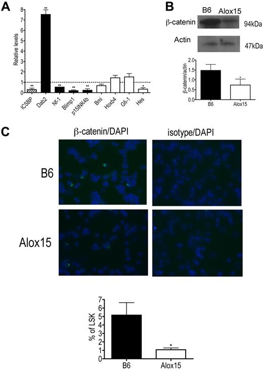Figure 7. Alterations in ICSBP/IRF-8 and ICSBP/IRF-8 target gene expression and canonical Wnt signaling in Alox15 HSC. (A) Quantitative PCR of mRNA of ICSBP/IRF-8 (▨), ICSBP/IRF-8-regulated genes (■), and genes known to regulate HSC self-renewal but not regulated by ICSBP/IRF-8 (□) in sorted B6 and Alox15 LSK presented as average fold change from B6 (n = 3). (B-C) Decreased canonical Wnt signaling in Alox15 HSC. (B) Immunoblot (top) and densitometric quantification (bottom) of β-catenin, a downstream mediator of canonical Wnt signaling, in lysates of B6 and Alox15 Lin−cKit+ cells are shown (n = 4). (C) Decreased percentage of Alox15 LSK expressing β-catenin in the nucleus determined by immunofluorescence of sorted cells. Representative images of B6 and Alox15 LSK β-catenin or isotype-matched control (FITC) staining and DAPI (Blue) are shown at an original magnification ×40, with a summary of results; *P < .05, **P < .01 compared with wild-type. All error bars represent the average (± SEM).