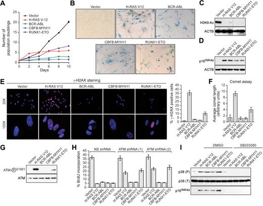 Figure 1. Leukemogenic fusion proteins induce senescence in human primary fibroblasts. (A) IMR90 cells expressing empty vector, H-RAS V12, or a leukemogenic fusion protein were monitored for proliferation by trypan blue viability assay. Error bars represent SEM. Quantitative reverse transcription–polymerase chain reaction confirmed that the expression level of each oncogene was comparable (supplemental Figure 5). (B) IMR90 cells expressing empty vector, H-RAS V12, or a leukemogenic fusion protein were stained for senescence-associated β-galactosidase. (C) Immunoblot analysis monitoring H3K9 acetylation (H3K9 Ac) in IMR90 cells expressing empty vector, H-RAS V12, or a leukemogenic fusion protein. β-Actin (ACTB) was monitored as a loading control. (D) Immunoblot analysis monitoring p16INK4a levels in IMR90 cells expressing empty vector, H-RAS V12, or a leukemogenic fusion protein. (E) IMR90 cells expressing empty vector, H-RAS V12, or a leukemogenic fusion protein were stained for γ-H2AX and analyzed by fluorescence microscopy. (Right) Quantification of γ-H2AX staining. Cells with more than 10 γ-H2AX foci were included in the analysis. Error bars represent SEM. (F) IMR90 cells expressing empty vector, H-RAS V12, or a leukemogenic fusion protein were analyzed by comet assay under alkali conditions, and comet tail length was quantified. Error bars represent SEM. (G) Immunoblot analysis monitoring levels of phospho-ATM and, as a control, total ATM in IMR90 cells expressing empty vector, H-RAS V12, or a leukemogenic fusion protein. (H) BrdU incorporation assay in IMR90 cells stably expressing either a nonsilencing (NS) shRNA or one of 2 unrelated shRNAs directed against ATM, and expressing empty vector, H-RAS V12, or a leukemogenic fusion protein. Error bars represent SEM. (I) Immunoblot analysis of phosphorylated p39 (P), total p38 (T), and p16INK4a levels in IMR90 cells expressing empty vector, H-RAS V12, or a leukemogenic fusion protein treated with dimethyl sulfoxide (DMSO) or the p38 MAPK inhibitor SB203580.