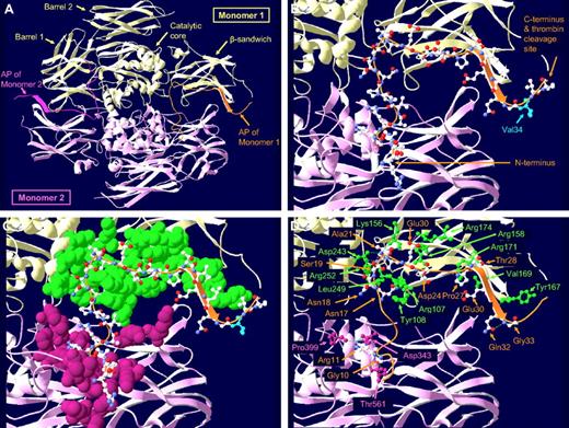 Figure 1. Localization, molecular structure, and interactions of the AP-FXIII within the FXIII A-subunit dimer. (A) Overview of the FXIII A-subunit dimer. The 2 monomers are shown in yellow and pink with their respective AP-FXIII highlighted in orange and dark pink. (B) Detailed picture of the AP-FXIII of monomer 1. The peptide backbone is shown as an orange ribbon with carbon, nitrogen, and oxygen atoms colored in white, blue, and red, respectively. The position of Val34 of the common Val34Leu polymorphism is indicated in light blue. At the N-terminus of the AP-FXIII, amino acids 1-4 are missing, and the gap at the C-terminus represents the missing amino acids 37 and 38. (C) Immediate molecular environment of the AP-FXIII. All amino acid residues on monomer 1 (green space-filled atoms) and on monomer 2 (pink space-filled atoms) that lie within 5 Å from the amino acid residues of the AP-FXIII (ball-and-stick atoms) are shown. (D) H-bonds between amino acid residues of the AP-FXIII and surrounding amino acid residues are shown as dashed lines. H-bonds are drawn if the distance between H-donor and H-acceptor atoms is less than 3.2 Å. Only amino acid residues forming H-bonds are displayed. Amino acid residues of the AP-FXIII are labeled in orange, the residues of monomers 1 and 2 are labeled in green and pink, respectively.