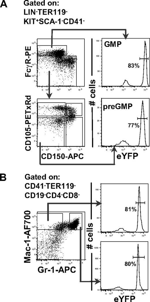Figure 1. Flt3 fate-mapping reveals that the majority of GMPs and their mature progeny are derived from Flt3-expressing progenitors. (A) FACS analysis of eYFP expression in preGMPs (Lin−Kit+Sca-1−CD41−CD150−FcγR−CD105low) and GMPs (Lin−Kit+Sca-1−CD41−CD150−FcγR+) in BM of Flt3::Cre//R26R-eYFP mice. Histogram shows percentage of preGMPs and GMPs expressing eYFP. Percentages are the means of 3 mice, analyzed at 10 weeks of age. (B) Representative FACS profiles of mature (Mac-1+Gr-1neg-lo and Mac-1+Gr-1hi) myeloid cells in the BM of Flt3::Cre//R26R-eYFP mice. Histogram shows percentage of Mac-1+Gr-1neg-lo and Mac-1+Gr-1hi cells expressing eYFP. Percentages are the means of 3 mice, analyzed at 10 weeks of age.