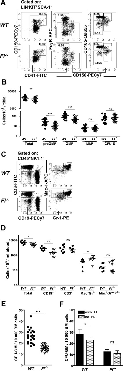 Figure 3. Selective deficiencies in GMPs and preGMPs in FL-deficient mice. (A) Representative FACS profiles and gating strategies for myeloid progenitors in WT and Fl −/− mice. preGMPs (Lin−Kit+Sca-1−CD41−CD150−FcγR−CD105low), GMPs (Lin−Kit+Sca-1−CD41−CD150−FcγR+), MkP (Lin−Kit+Sca-1−CD41+), and CFU-E (Lin−Kit+Sca-1−CD41−CD150−FcγR−CD105high). Numbers represent frequencies of gated populations relative to total BM cells, and are mean values from more than 3 experiments. (B) Absolute number of total BM cells, preGMPs, GMPs, MkPs, and CFU-Es per tibia in WT and Fl −/− mice. Each dot represents an individual mouse. More than 3 litters were analyzed for each genotype and progenitor subset. ns indicates not significant; **P < .01, ***P < .001. (C) Representative FACS profiles of peripheral blood analysis of WT and Fl−/− mice. Cells were first gated as CD45+NK1.1−. For myeloid lineage analysis cells were as indicated first gated as CD19−CD3− cells and then analyzed for Gr-1 and Mac-1 expression. (D) Peripheral blood cell analysis in WT and Fl −/− mice based on same gating strategy as shown in panel C. Data shown are total number of cells per milliliter of blood, B cells (CD19+), T cells (CD3+), granulocytes (Mac-1+Gr-1hi), and monocytes (Mac-1+Gr-1neg-lo). Each dot represents an individual mouse. Data are from 3 experiments. ns indicates not significant; *P < .05, **P < .01. (E) CFU-GM cultures: 10 000 unfractionated BM cells from WT or Fl−/− mice were cultured in methylcellulose supplemented with FL, IL-3, GM-CSF, and G-CSF. Clones were scored after 7 to 8 days. Each dot represents data from 1 mouse (means of 2 replicates). Horizontal bars indicate mean values of all mice in each genotype. Data are from at least 3 experiments. ***P < .001. (F) Effect of FL on CFU-GM cultures; 10 000 unfractionated BM cells from WT or Fl−/− mice were added to methylcellulose supplemented with IL-3, GM-CSF, and G-CSF with or without FL. Clones were scored after 7 to 8 days. Data represent mean (SD) values from 6 mice/genotype, 2 experiments. Statistical significance was tested with the paired Mann-Whitney, between WT, with and without FL, and Fl−/− with and without FL, respectively. *P < .05.