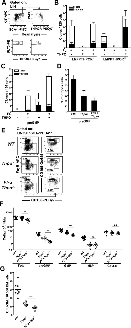 Figure 4. Role of FL in THPO-independent maintenance of GM but not MkE progenitors. (A) Representative FACS profile showing sorting gates for THPORhi and THPOR− LMPPs cells (top panels) and purity reanalysis (bottom panels). LSK cells were gated on the 25% highest FLT3 expressing cells to define LMPPs and further based on THPOR-high and -negative subpopulations. (B) THPORhi and THPOR− LMPPs were sorted and cultured at 1 cell per well (manually plated) in Terasaki plates with indicated cytokines and clones were scored after 7 to 8 days. Data represent mean (SD) values from 2 to 3 experiments, with 120 cells being evaluated per population and experiment. (C) The preGMPs were sorted and cultured at 1 cell per well (directly deposited from the sorter) in Terasaki plates with indicated cytokines and clones were scored after 7 to 8 days. Data represent mean (SD) values from 2 experiments, with 120 cells being evaluated per population and experiment. (D) Single-cell RT-PCR analysis of transcriptional expression of Flt3, Thpor, and coexpression of Flt3 and Thpor in preGMPs. Only cells expressing Kit were included for further analysis (> 98% of cells analyzed). Data are means (SD) from 2 experiments, in which 88 cells were analyzed per experiment. (E) Representative FACS profiles in WT and Thpo−/− and Fl−/− × Thpo−/− mice, showing frequencies of preGMPs (Lin−Kit+Sca-1−CD41−CD150−FcγR−CD105low) and GMPs (Lin−Kit+Sca-1−CD41−CD150−FcγR+). Numbers represent frequencies of gated populations relative to total BM cells, and are mean values from more than 3 experiments and 10 to 13 mice per genotype. (F) Number of total BM cells, preGMPs (Lin−Kit+Sca-1−CD41−CD150−FcγR−CD105low), GMPs (Lin−Kit+Sca-1−CD41−CD150−FcγR+), MkP (Lin−Kit+Sca-1−CD41+), and CFU-Es (Lin−Kit+Sca-1−CD41−CD150−FcγR−CD105high) in WT, Thpo−/−, and Fl−/− × Thpo−/− mice. Each dot represents an individual mouse. Data are from 3 experiments. Statistical significance was tested between Thpo−/− and Fl−/− × Thpo−/− mice. ns indicates not significant; **P < .01, ***P < .001. (G) CFU-GM cultures; 10 000 unfractionated BM cells from WT and Thpo−/− and Fl−/− × Thpo−/− mice, respectively, were added to methylcellulose supplemented with FL, IL-3, GM-CSF, and G-CSF. Clones were scored after 7 to 8 days. Each dot represents data from 1 mouse (means of 2 replicates). Data are from 3 experiments. Statistical significance was tested between Thpo−/− and Fl−/− × Thpo−/− mice. ***P < 0.001.
