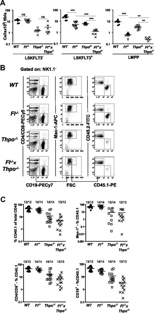 Figure 5. THPO-independent role of FL in regulation of LMPPs but not HSCs. (A) Number of LSKFLT3−, LSKFLT3+, and LMPPs (LSKFLT3hi) in WT, Fl−/−, Thpo −/−, and Fl−/− × Thpo −/− per tibia. Each dot represents an individual mouse. Data are from 3 to 4 experiments. Statistical significance was tested between WT and Fl−/−; Fl−/− and Fl−/− × Thpo−/− (it was not tested in LSKFlt3−); and Thpo−/− and Fl−/− × Thpo−/−. Due to multiple comparisons, Bonferroni-Holms correction of P values was performed (see “Statistics”). ns indicates not significant; **P < .01, ***P < .001. (B) Competitive transplantation assay: 1 million donor BM cells (CD45.1) of indicated genotypes were transplanted together with 1 million WT BM competitor (CD45.2) cells. Representative FACS profile from reconstitution analysis of peripheral blood from the different genotypes at 4 months posttransplantation. Cells were first gated as negative for NK1.1, further gating to identify the myeloid lineage and relative contribution of CD45.1 and CD45.2 is indicated by the gates and arrows. (C) Competitive transplantation assay: peripheral blood analysis at 4 months posttransplantation. Gating strategy is shown in panel B. (Top left panel) The percentage of CD45.1+ cells of total CD45 (CD45.1 and CD45.2) cells; (top right panel) the percentage of CD45.1+ myeloid cells (of total myeloid cells). (Bottom left panel) The percentage of CD45.1+ T cells (of total T cells); (bottom right panel) the percentage of CD45.1+ B cells (of total B cells). Myeloid cells were defined as NK1.1−Mac-1+, B cells as CD19+ and T cells as CD4/CD8+. Each dot represents an individual mouse. Numbers indicate frequencies of reconstituted mice. Mice were defined as reconstituted when at least 0.1% donor (CD45.1) cells were detected among total CD45+ cells, and lineage (myeloid, T, and B cell) reconstituted if a minimum of 0.02% of all CD45+ cells were CD45.1+ and coexpressing the markers for the specific lineage investigated. Data are from 2 experiments with 6 to 7 mice analyzed per genotype and experiment.