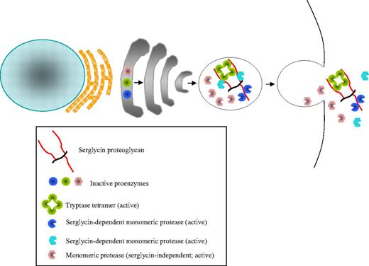Figure 1. Storage and release of MC proteases. Mast cell (MC) proteases are synthesized as preproenzymes where both the signal (pre-) and activation (pro-) peptides are cleaved off intracellularly, a process in which dipeptidyl peptidase I/cathepsin C has a key role.13 Hence, enzymatically active proteases are stored in the MC granule. Major MC tryptases are tetrameric enzymes, whereas chymases and mast cell carboxypeptidase A (MC-CPA) are monomeric. Notably, for many MC proteases, the storage is strongly dependent on electrostatic interaction with serglycin proteoglycan, whereas others are stored independently of serglycin. After MC degranulation, MC proteases are released in complexes with serglycin. At exposure to extracellular pH, MC proteases may either be dissociated from serglycin or remain associated.