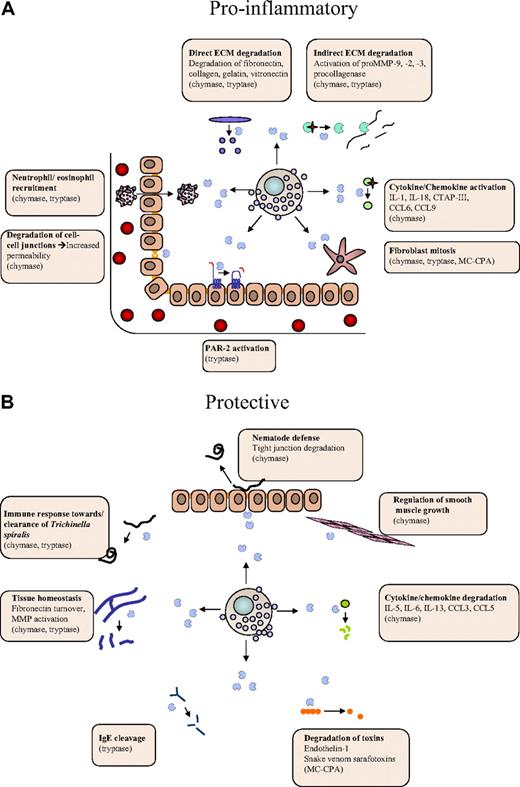 Figure 2. Dual roles of MC proteases in the regulation of inflammatory processes. MC proteases may affect inflammation at different levels, either by promoting inflammatory processes (A) or by offering protection (B). (A) Proinflammatory activities include (1) activating cleavages of proinflammatory cytokines/chemokines, (2) degradation of endothelial cell-cell contacts, (3) activation of extracellular matrix (ECM)–degrading enzymes, (4) recruitment of eosinophils/neutrophils, and (5) effects on gene expression (eg, via cleavage of protease-activated receptor 2). (B) Protective activities include (1) degradation of proinflammatory cytokines/chemokines, (2) degradation of toxic peptides, and (3) suppression of smooth muscle cell expansion.