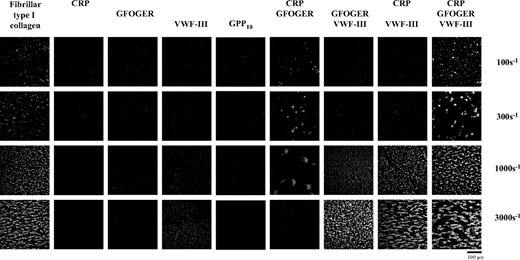 Figure 1. Combinations of synthetic triple-helical peptides support differential platelet deposition under various shear rates. Slides were coated with combinations of collagen peptides as indicated, and perfused with DiOC6-labeled whole human blood for 5 minutes at the stated shear rates. Representative images showing thrombus deposition on surfaces having different peptide compositions are shown.