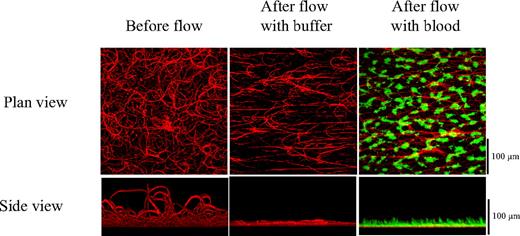 Figure 4. Fibrillar collagen extends into the lumen of the flow chamber. Fibrillar collagen fibers were deposited onto a glass slide and stained using fluorescent peptide. Z-stacks were taken, and the profile of the fibers was obtained before and after flow at 1000s−1. (Top) Plan view. (Bottom) Side elevation.