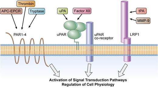 Cell signaling may be triggered by binding of proteases to distinct families of protease-activated receptors. The thrombin receptor or PAR1 and related receptors in the thrombin receptor gene family initiate cell signaling by a pathway that requires proteolytic cleavage of the N-terminal receptor ectodomain. Activated protein C (APC) cleaves PAR1 when bound to the endothelial protein C receptor (EPCR). Activation of cell signaling by proteases that bind to uPAR or LRP1 does not require proteolytic cleavage of the receptor. Many of the same cell-signaling pathways are activated downstream of PAR1, uPAR, and LRP1. Professional illustration by Kenneth X. Probst.
