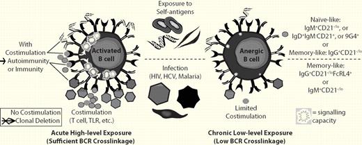 Chronic low-level BCR cross-linkage and a lack of sufficient costimulation are believed to result in B-cell anergy, whereas high BCR cross-linkage with costimulation leads to activation or without proper costimulation leads to clonal deletion. B cells of several types in humans have been demonstrated to be autoreactive and anergic (top). In addition, memory B cells (bottom) from patients with HIV have been shown to be “exhausted,” which is similar to anergy. B cells with a similar phenotype have also been found in other chronic infectious diseases including HCV8 and malaria.7