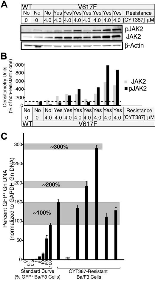 Figure 7. Resistant subclone evasion of CYT387 in vitro. (A) Baf3-EpoR cells expressing JAK2V617F were subjected to ENU mutagenesis in the presence of CYT387. Cells were plated at 2 × 105 cells per well of a 96 well plate in media with 4μM CYT387. Wells were examined every 5 days for colony outgrowth over a 38-day period. Colonies that grew out were expanded and subsequently serum-starved overnight in the presence of 4μM CYT387 and subjected to immunoblot analysis using antibodies specific for total or phospho-JAK2 or β-actin. (B) Densitometric analysis of immunoblots in panel A. Expression levels for total JAK2 () and phospho JAK2 (■) were normalized to the levels observed in JAK2WT cells that are sensitive to CYT387. (C) Genomic DNA was isolated from CYT387-resistant Ba/F3 cells and levels of genomic GFP or GAPDH were assessed by quantitative PCR. A standard curve of varying ratios of GFP-positive/GFP-negative Ba/F3 cell mixtures was included as in Figure 5A. Levels of genomic GFP were normalized as in Figure 5 (normalized first to GAPDH, then to the highest value well on the standard curve) and are presented as percent GFP-positive. Values represent mean ± SEM (n = 3).