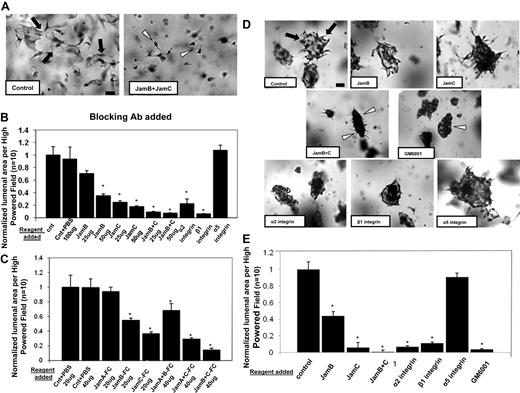 Figure 2. Blockade of Jam-B and Jam-C using neutralizing antibodies or soluble Jam-Fc proteins markedly inhibit EC lumen and tube formation from either single or preaggregated ECs suspended in 3D collagen matrices. (A) ECs were seeded within collagen matrices in the presence or absence of blocking antibodies to Jam-B and Jam-C each added at 50 μg/mL, and cultures were fixed, stained, and photographed after 24 hours. Bar equals 50 μm. Arrows indicate EC lumenal structures; arrowheads, individual ECs that do not have lumens. (B) Cultures were established as in panel A under the indicated conditions by adding the antibodies to the collagen matrices. EC lumenal areas were quantitated from the cultures using Metamorph software. Data shown are normalized to the control sample and presents values of lumenal area per HPF ± SD. n = 10, P < .01. (C) Cultures were established as in panel A except that recombinant Jam-Fc proteins were added at the indicated concentrations and conditions for 24 hours. Data shown are normalized to the control sample and presents values of lumenal area per HPF ± SD. n = 10, P < .01. (D) EC-EC aggregates were suspended within 3D collagen matrices in the presence of the indicated neutralizing antibodies (50 μg/mL), the MMP inhibitor GM6001 at 5μM, or PBS control. ECs were preaggregated in a 35-mm polystyrene culture dish for 3 hours before their suspension in the collagen matrix. Arrows indicate lumen structures; arrowheads, EC aggregates with no apparent lumens. Bar equals 100 μm. (E) EC lumens were quantitated by tracing lumen areas using Metamorph software. Data shown are normalized to the control sample and presents values of lumenal area per HPF ± SD. n = 10, P < .01. * indicates a significant decrease.
