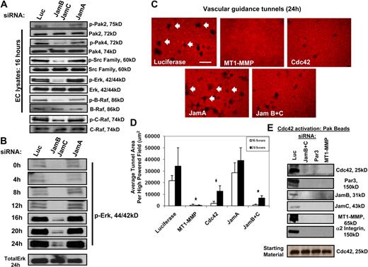 Figure 4. Jam-B and Jam-C are required for Cdc42-dependent signal transduction events and vascular guidance tunnel formation during EC tubulogenesis in 3D collagen matrices. (A) ECs were treated with the indicated siRNAs and were then seeded within 3D collagen matrices to undergo tube morphogenesis. After 16 hours of culture, EC lysates were prepared and analyzed for the indicated molecules. In each case, we have analyzed for phosphorylated kinase as an indicator of kinase activation as well as the total levels for each kinase. (B) EC lysates from the different siRNA conditions were prepared at the indicated time points and were blotted for phospho-Erk1/2 as well as total Erk at the 24-hour point. (C) ECs were treated with the indicated siRNAs and were cultured in 3D collagen matrices for 24 hours. Cultures were fixed with paraformaldehyde and immunostained with an antibody to rat collagen-type I that selectively recognizes native collagen. Arrows indicate vascular guidance tunnels that represent physical spaces created by proteolysis during the EC lumen and tube formation process. Bar equals 50 μm. (D) Quantitation of vascular guidance tunnel formation from cultures described in panel C. Cultures were fixed at 16 and 24 hours, and tunnels were quantitated by tracing areas using Metamorph software. Data are shown as the average tunnel area per HPF ± SD. n = 6, P < .01. * indicates a significant decrease. (E) ECs were treated with the indicated siRNAs and cultures were established in 3D collagen matrices. After 16 hours, detergent lysates were prepared and incubated with GST-PAK-PBD beads as described.16 Eluates were analyzed for Cdc42 activation since these beads only bind Cdc42-GTP. Western blots were probed with antibodies to the indicated components of the lumen signaling complex. Starting material was probed for total Cdc42, which was equivalent in all cases.