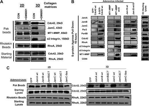 Figure 5. MT1-MMP activity and the Jam-B and Jam-C cytoplasmic tails are necessary for Cdc42 activation in 3D collagen matrices but not on 2D collagen surfaces. (A) EC cultures were established on 2D collagen substrates or within 3D collagen matrices in the presence or absence of 5μM GM6001 and otherwise were cultured under the same conditions. The ECs on 2D collagen substrates were seeded in a subconfluent state to mimic the lack of cell-cell contacts observed in our assays that mimic vasculogenesis in 3D collagen matrices. Cell lysates were prepared at 16 hours in such a manner that the volume of lysis buffer used in relation to total cell number was identical in both cases. Lysates were incubated from the different culture conditions with either GST-PAK-PBD (to bind Cdc42-GTP) or Rhotekin beads (to bind RhoA-GTP) to assess the level of either activated Cdc42 or RhoA. Starting material lysates were also probed on Western blots for either Cdc42 or RhoA. (B) ECs were infected with the indicated recombinant adenoviruses carrying GFP-Cdc42, S-GFP-Cdc42, MT1-MMP, MT1-MMP-S, Jam-B wt, and Jam-B wt-S. ECs were then cultured in 3D collagen matrices for 16 hours. At this time point, detergent lysates from the 3D cultures were prepared and incubated with S-protein agarose beads to selectively bind S-tagged recombinant proteins and their associated proteins as described.16 Eluates were probed on Western blots for the indicated proteins. EC starting lysates were from control 3D cultures at 16 hours to assess whether the proteins examined were present at this stage of tube formation. (C) ECs were infected with the indicated wild-type and mutant Jam viruses as well as control GFP virus, and the cells were seeded on 2D collagen surfaces or within 3D collagen matrices for 16 hours. At this time, detergent lysates were prepared and incubated with GST-PAK-PBD beads to assess the degree of Cdc42 activation. Eluates were probed on Western blots for Cdc42 and starting lysates were similarly examined for Cdc42 levels.