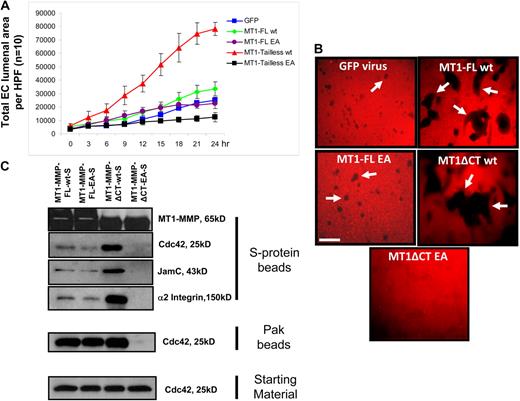 Figure 6. MT1-MMP activity controls Cdc42 activation as well as EC lumen and vascular guidance tunnel formation. (A) ECs were infected with the indicated recombinant adenoviruses, which were GFP control, MT1-MMP full-length (FL), MT1-MMP FL with the EA mutant which makes the enzyme catalytically inactive, MT1-MMP without its cytoplasmic tail (tailless or ΔCT), and MT1-MMP EA mutant without its cytoplasmic tail. ECs were seeded in 3D collagen matrices, and real-time video analysis was performed to quantitatively measure lumen formation over the indicated time course. EC lumen areas were determined at each time point (n = 10, ± SD). (B) Cultures at 24 hours were fixed with paraformaldehyde and stained with anti–collagen type I antibodies to assess vascular guidance tunnel formation. Arrows indicate vascular guidance tunnels. Bar equals 100 μm. (C) ECs were infected with the indicated recombinant adenoviruses and cultures were established in 3D collagen matrices. After 16 hours, detergent lysates were prepared and incubated with S-protein agarose beads as described16 to assess whether the indicated components of the lumen signaling complex could be found to be coassociated with MT1-MMP. In addition, the lysates were incubated with GST-PAK-PBD beads to assess the degree of Cdc42 activation. In each case, the starting material lysates were examined for total Cdc42 levels.
