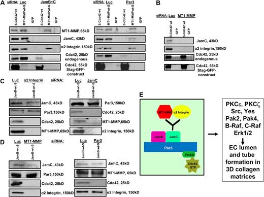 Figure 7. Lumen signaling complexes containing Cdc42, Par3, Par6b, Jam-B, Jam-C, MT1-MMP, and α2β1 integrin control EC lumen and tube formation in 3D collagen matrices. (A-D) ECs were siRNA-treated for Luciferase (control), Jam-B plus Jam-C, Par3, MT1-MMP, α2 integrin, or Jam-C alone and transfected with MT1-MMP-S, S-GFP-Cdc42, or JamB wt-S adenoviral vectors. They were suspended in 3D collagen matrices and allowed to undergo morphogenesis for 16 hours, followed by the preparation of detergent lysates and incubation with S-protein agarose beads as described.16 Eluates were analyzed for MT1-MMP, Cdc42, Jam-B, Jam-C, α2 integrin, Par3, and Par6b. (E) Schematic diagram showing the interactive relationships of the lumen signaling complex which controls EC lumen and tube formation in 3D collagen matrices.