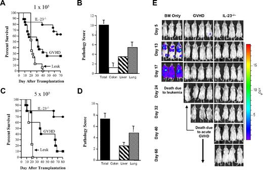 Figure 1. Transplantation of IL-23−/− marrow grafts reduces GVHD severity without loss of the GVL effect. (A-B) Lethally irradiated (900 cGy) Balb/c mice were administered 1 × 105 A20 cells and then the next day transplanted with either B6 TCD BM alone (10 × 106; □, n = 17; Leuk), B6 TCD BM plus B6 spleen cells (■, n = 19; GVHD), or IL-23−/− TCD BM and spleen cells (●, n = 19). Spleen cell inoculums were adjusted so that the dose of T cells (0.6 × 106) was equivalent in both groups of mice in all experiments. Survival is shown in panel A, whereas pathologic scores from surviving mice transplanted with IL-23−/− marrow grafts (n = 12) 80 to 84 days after transplantation are shown in panel B. Data are individual GVHD target organ scores as well as the composite score (lung, liver, and colon) and are derived from cumulative results of 4 experiments. (C-D) Lethally irradiated Balb/c mice were administered 5 × 105 A20 cells and then transplanted the next day with B6 TCD BM alone (□, n = 9), B6 TCD BM plus B6 spleen cells (■, n = 10), or IL-23−/− TCD BM and spleen cells (●, n = 10). Survival is shown in panel C, whereas pathologic scores of surviving mice transplanted with IL-23−/− marrow grafts 82 to 110 days after transplantation are shown in panel D. Data are derived from cumulative results from 2 experiments. (E) Whole body distribution of A20-luc cells over the first 60 days after transplantation using in vivo BLI is shown in animals transplanted with B6 BM only, B6 BM and spleen cells, or IL-23−/− BM and spleen cells. Data are representative of one of 3 experiments.