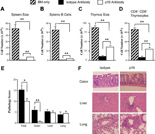 Figure 2. Antibody blockade of IL-23 significantly enhances immune reconstitution and results in selective GVHD protection in the colon. (A-D) Lethally irradiated Balb/c mice were transplanted with B6 BM alone (n = 5) or B6 BM and spleen cells adjusted to yield 0.225 to 0.4 × 106 T cells. Cohorts of animals transplanted with adjunctive spleen cells were then treated with either isotype control (n = 11) or p19 antibody (n = 15). Spleen cellularity (A), total number of splenic B cells (B), thymus size (C), absolute number of double-positive (CD4+CD8+) thymocytes (D), and pathologic damage in GVHD target tissues (colon, liver, and lung; E) in mice 3 to 4 weeks after transplantation are shown. Data are derived from cumulative results from 3 experiments and are presented as the mean ± SEM. (F) Histology of colon, liver, and lung from representative Balb/c recipients 3 to 4 weeks after transplantation with B6 BM and spleen cells and then treated with either isotype control or p19 antibody. Colon in isotype-treated mouse shows inflammation in the lamina propria, extensive crypt cell destruction, and goblet cell depletion, whereas colon in p-19-treated animal has normal-appearing mucosa with no inflammatory infiltration and preserved goblet cell content. Livers in both mice show infiltration in the portal triads with mononuclear and granulocytic cells. Lungs demonstrate peribronchial and/or perivascular cuffing attributable to mononuclear and granulocytic cells along with associated interstitial inflammation. Images were obtained with an Olympus DP70 digital camera and an Olympus BX45 microscope with a 20×/0.5 NA lens. *P ≤ .05. **P < .01.