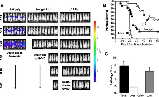 Figure 4. Antibody blockade of IL-23 signaling results in a reduction in GVHD without abrogation of the GVL effect. (A) Whole body distribution of A20-luc cells over the first 60 days after transplantation using in vivo BLI is shown in animals transplanted with B6 BM only, B6 BM and spleen cells treated with isotype control antibody, or B6 BM and spleen cells treated with p19 antibody. Data are derived from 2 experiments. (B) Lethally irradiated Balb/c mice were administered 5 × 105 A20-luc+ tumor cells and the next day were transplanted with either B6 BM cells alone (□, n = 13) or together with B6 spleen cells adjusted to yield 0.225 to 0.4 × 106 T cells. Mice that received adjunctive spleen cells were then administered either isotype control (■, n = 17) or p19 antibody (○, n = 19) on the schedule as described in “Reagents.” Survival is shown. Data are cumulative results derived from 3 independent experiments. (C) Pathologic scores in individual GVHD target organs and composite score of all 3 tissues from surviving mice transplanted with p19 antibody are shown. Data are presented as mean ± SEM.