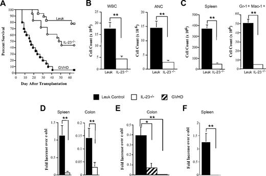 Figure 7. Transplantation of IL-23−/− marrow grafts reduces GVHD severity without loss of the GVL effect in a chronic leukemia model. (A) Lethally irradiated FVB mice were transplanted with TCD B6 and non-TCD bcr/abl BM cells alone (□, n = 18; Leuk), TCD B6, and non-TCD bcr/abl BM cells plus B6 spleen cells adjusted to yield a T-cell dose of 3.5 × 106 αβ T cells (■, n = 20; GVHD) or TCD IL-23−/− and non-TCD bcr/abl BM cells plus IL-23−/− spleen cells adjusted to yield the same T-cell dose (○, n = 18). Overall survival is shown. (B-C) Lethally irradiated FVB mice were transplanted with a combination of TCD B6 and non-TCD bcr/abl BM cells alone (n = 15; Leuk) or together with IL-23−/− spleen cells (n = 15; IL-23−/−). Mice in both groups were bled 32 to 50 days after transplantation. WBC and ANC are shown. Data are cumulative results from 3 experiments. (C) Similarly transplanted animals (n = 9/group) were killed 35 to 42 days after BMT. Spleen cellularity and the absolute number of splenic Gr-1+ Mac-1+ cells are shown. Data are cumulative results from 2 experiments and are the mean ± SEM. (D) Fold increase in bcr/abl mRNA levels over c-abl in the spleen or colon of lethally irradiated FVB mice transplanted with TCD IL-23−/− and non-TCD bcr/abl BM cells alone (n = 9) or together with IL-23−/− spleen cells (n = 9) analyzed 32 days after transplantation. Data are cumulative results from 2 experiments and are the mean ± SEM. (E) Lethally irradiated FVB mice were transplanted with TCD B6 and non-TCD bcr/abl BM cells alone (n = 8), TCD B6 and non-TCD bcr/abl BM cells plus B6 spleen cells adjusted to yield a T-cell dose of 3 × 106 αβ T cells (n = 3), or TCD IL-23−/− and non-TCD bcr/abl BM cells plus IL-23−/− spleen cells adjusted to yield the same T-cell dose (n = 5). Mice were killed 28 to 29 days after transplantation, and the fold increase of bcr/abl mRNA levels over c-abl in the colon is shown. (F) Lethally irradiated FVB mice were transplanted with a combination of TCD IL-23−/− and non-TCD bcr/abl BM cells alone (n = 4) or together with IL-23−/− spleen cells adjusted to yield 3.5 × 106 αβ T cells (n = 5). Mice were killed 80 days after transplantation, and spleen tissues were obtained from each animal to determine bcr/abl mRNA levels. Data are presented as fold increase over c-abl. *P ≤ .05. **P < .01.