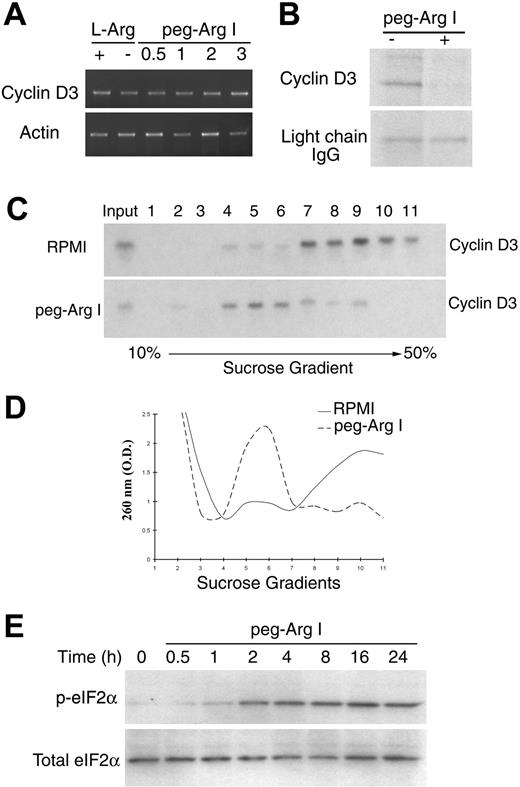 Figure 3. Peg-Arg I inhibits the expression of cyclin D3 in T-ALL cells through a global arrest in protein synthesis. (A) Cyclin D3 mRNA levels were tested by RT-PCR in CCRF-CEM cells cultured for 24 hours in medium with or without L-Arginine (L-Arg) or in medium containing increasing concentrations of peg-Arg I (0.5-3 IU/mL). (B) Pulse-chase analysis for cyclin D3 in CCRF-CEM cells cultured in the presence or the absence of peg-Arg I (2 IU/mL) for 24 hours. (C) Cyclin D3 mRNA levels were tested in polysomes isolated using sucrose gradients from CCRF-CEM cells cultured in RPMI with or without peg-Arg I for 24 hours. (D) A representative experiment from panel C, in which fractions were tested for absorbance (260 nm) to determine the general distribution of the polysomes. (E) CCRF-CEM cells cultured in medium with peg-Arg I (2 IU/mL) were tested for the expression of phospho-eIF2α by immunoblot. The experiments were repeated a minimum of 3 times obtaining similar results.