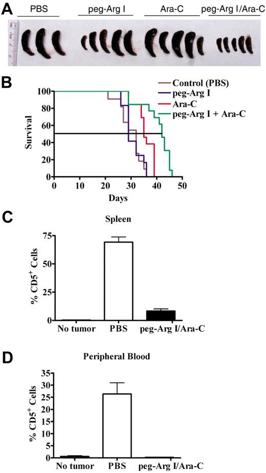 Figure 6. Peg-Arg I plus Ara-C inhibit the accumulation of T-ALL cell in vivo. (A) Peg-Arg I/Ara-C homogeneously prevents the spleen growth induced by CCRF-CEM cells. Tumor size was tested after 30 days of tumor injection. (B) Survival of CCRF-CEM-bearing mice was established after therapies with PBS (Control; n = 11), peg-Arg I (n = 12), Ara-C (n = 13), or peg-Arg I/Ara-C (n = 13). (C-D) Percentage of human CD5+ cells was established in spleens and peripheral blood after 30 days of tumor injection in mice treated with peg-Arg I/Ara-C (n = 10) or PBS (n = 10).