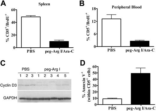 Figure 7. Peg-Arg I plus Ara-C impairs malignant T-cell proliferation and induces tumor cell apoptosis in vivo. (A-B) Proliferation of T-ALL cells was tested in vivo in CCRF-CEM-bearing mice treated with peg-Arg I/Ara-C (n = 10) or PBS (n = 10) by measuring the uptake of BrdU, as described in “Cell-cycle progression and proliferation.” (C) A representative experiment showing the expression of cyclin D3 and GAPDH in CD5+ cells sorted from individual tumor-bearing mice treated with PBS (n = 3) or peg-Arg I plus Ara-C (n = 5). The experiment was repeated a minimum of 3 times obtaining similar results. (D) Annexin V expression was established in gated CD5+ cells in the spleens from tumor-bearing mice treated with peg-Arg I/Ara-C (n = 10) or PBS (n = 10) after 30 days of tumor injection.