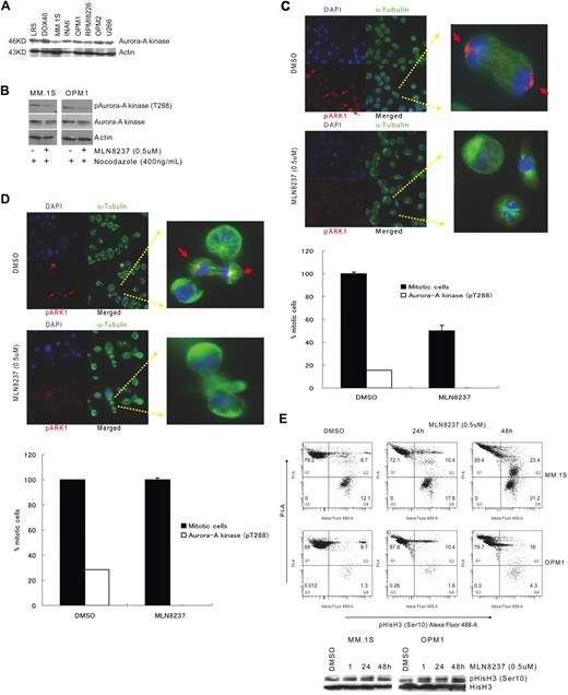 Figure 1. Inhibition of Aurora-A kinase (Thr288) phosphorylation in MM cells by MLN8237. (A) Expression of Aurora-A kinase protein in a panel of MM cell lines by immunoblotting of equal amounts of total protein (30 μg) with anti–Aurora-A kinase antibody. (B) Immunoblotting with anti–phospho (Thr288)-Aurora-A kinase antibody showed inhibition of Aurora-A kinase autophosphorylation (Thr288) in MM1.S and OPM1, with or without synchronizing with nocodazole. Expression of phospho (Thr288)-Aurora-A kinase protein was shown relative to total expression of Aurora-A kinase protein. Actin was used as a loading control. MM1.S (C) and OPM1 (D) MM cell lines were treated with DMSO or MLN8237 (0.5μM) for 24 hours and then stained with anti–phospho (Thr288)-Aurora-A kinase antibody (red), αtubulin (green), and DNA (blue). Overlapping localization is shown in the merged images. Arrow indicates Aurora-A autophosphorylation on Thr288 in the centrosome (original magnification ×40). Magnified single mitotic cell image is shown in the right panel. The number of mitotic cells with phosphorylated Aurora-A kinase (pT288) relative to total number of mitotic cells are shown. (E) To assess the effect of MLN8237 on Aurora-B kinase and mitosis, MM1.S and OPM1 cells were treated for 1, 24, and 48 hours with DMSO or MLN8237 (0.5μM). Flow cytometric (top panel) and Western immunoblot (bottom panel) analyses in representative MM cell lines show mitotic cells and active Aurora-B with increased DNA, costained with phospho-(Ser10)-histone H3 (Alexa Fluor 488) and PI.