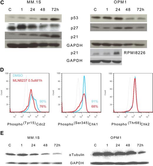 Figure 4. Molecular changes induced by MLN8237 in cell cycle–regulatory and antitumor pathways. Molecular changes induced by MLN8237 in cell cycle–regulatory and antitumor pathways were analyzed in MM cell lines. MM cell lines were cultured in the absence or presence of DMSO or MLN8237 (0.5-1μM) for various times. Protein level changes were determined by either Western blotting or flow cytometry. (A) Relative expression of negative cell cycle–regulatory molecules PP1α and PP2αA in MM cell lines treated with MLN8237 (0.5μM) for the indicated times. Pixel density of each protein band was measured using ImageJ software (1.37v; National Institutes of Health, http://rsb.info.nih.gov/ij/) and normalized with GAPDH expression. Fold expression per control for each band is shown. *Statistical significance (t test, one-tailed distribution, P < .05; n = 3 independent experiments). (B) Intracytoplasmic expression of phospho(Thr183/Tyr185) SAPK/JNK and phospho(Thr180/Tyr182) MAPK in MM1.S cells after 1-hour exposure to DMSO or MLN8237 (0.5μM). Dotted line indicates isotypic control; blue line, DMSO; and red line, MLN8237 (0.5μM for 1 hour). (C) Molecular changes induced by MLN8237 in p53 pathway were determined by Western blotting in MM cell lines. MLN8237 induced expression of p53, p27, and p21 in MM cell lines. MM cell line OPM1 does not express p21. GAPDH was used as a control to determine total protein expression. (D) Intracytoplasmic expression of cell-cycle checkpoint molecules phospho(Tyr15) Cdc2, phospho(Ser345) Chk1, and phospho(Thr68) Chk2 were analyzed in MM1.S cells after 1-hour exposure to DMSO or MLN8237 (0.5μM). Dotted line indicates isotypic control; blue line, DMSO; and red line, MLN8237 (0.5μM for 1 hour). (E) Molecular changes induced by MLN8237 in α-tubulin activation and formation were analyzed by Western blotting in MM cell lines. MLN8237 induced expression of α-tubulin in MM cell lines at early exposure time, whereas there was decreased expression of α-tubulin after 24 hours of MLN8237 treatment. GAPDH was used as a control to determine total protein expression.
