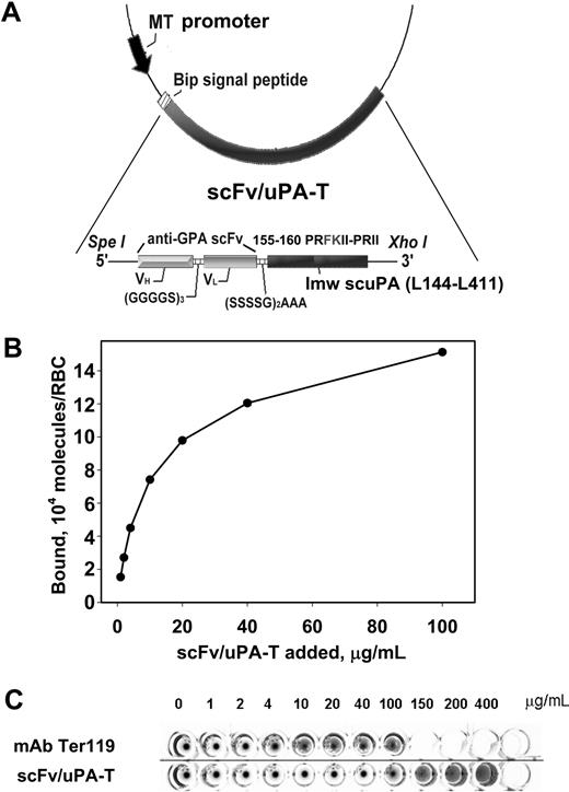 Figure 1. Molecular design and specific binding of scFv/uPA-T fusion protein to the mouse RBC. (A) Schematic diagram describing the cloning strategy for the fusion construct scFv/uPA-T. The final construct contains a triple FLAG tag at the C-terminus introduced for purification purposes (not shown). (B) Binding of 125I-scFv/uPA-T fusion protein to a 1% suspension of washed mouse RBCs. Unless indicated otherwise, data in figures are shown as mean plus or minus SEM (n = 3, deviation bars are smaller than symbols). (C) Mouse RBC agglutination visualized in a V-shaped plate by incubating a 1% suspension of mRBC with indicated concentrations of either monovalent scFv/uPA-T fusion protein or bivalent anti-GPA mAb Ter119. Sharp dots at the bottom of the V-shaped well indicate absence of RBC aggregation. Horizontal lines have been inserted to indicate repositioned images.