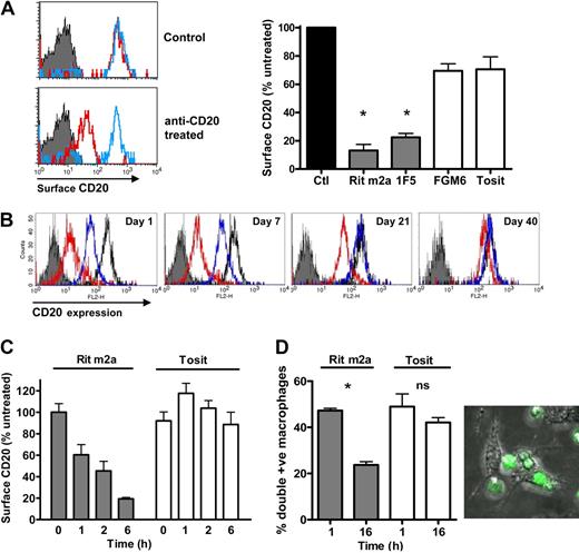Figure 2. Type I mAb treatment results in modulation of CD20 from the cell surface both in vivo and in vitro. (A) hCD20 Tg B cells transferred into nondepleting γ−/− mice as in Figure 1C were assessed 16 hours after mAb treatment for CD20 surface expression by detecting bound mAb with RPE-labeled anti–mouse Fc. Red indicates Rit m2a; blue, tositumomab; solid, background. Top histogram: CD20 expression on B cells from untreated mice labeled with Rit m2a and tositumomab ex vivo; bottom histogram, CD20 expression after treatment with Rit m2a or tositumomab in vivo. Bar chart: CD20 expression after treatment with type I and type II mAb. Bars represent mean ± SD; n ≥ 3mice, one of at least 3 experiments. *Rit m2a and 1F5 significantly differ from FGM6 and tositumomab (P < .001). (B) Surface CD20 expression on peripheral B cells in hCD20 Tg γ-chain−/− mice after mAb treatment (250 μg); red, Rit m2a; blue, tositumomab; solid, background; black, untreated. (C) Loss of surface CD20 in vitro. Isolated splenic hCD20 Tg B cells were incubated with Rit m2a or tositumomab (10 μg/mL) before detecting surface CD20. Bars represent mean and range for 2 experiments each performed in triplicate. (D) Phagocytic potential is reduced by treatment of CD20 Tg B cells with Rit m2a. Cells were treated for 16 hours with mAbs, labeled with CFSE, incubated with bone marrow-derived macrophages, and then APC-F4/80 labeled before flow cytometry to detect double-positive macrophages (left hand panel) or confocal microscopy (right hand panel) as described in “Methods” using an HCX PL APO lambda blue 63×/1.4 oil immersion lens with 1.7× optical zoom. Sixteen-hour incubation with Rit m2a but not tositumomab caused loss of CD20 and resulted in a reduction in the number of double-positive macrophages. *P < .001; ns indicates not significant. Bars represent mean ± SEM of triplicate samples, one of 3 similar experiments. Right hand panel shows typical image of macrophages capturing and engulfing CFSE-labeled B cells coated with tositumomab.