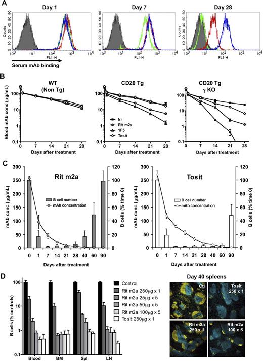 Figure 3. Serum mAb levels correlate with B-cell depletion kinetics. (A-B) WT, hCD20 Tg, and CD20 Tg γ-chain−/− mice were treated with mAbs (250 μg), and the serum mAb concentration measured after 1, 7, and 28 days by incubating sera with SU-DHL-4 cells and then detecting cell-bound mAbs with FITC-labeled anti–mouse Fc, and comparing the level with a standard curve. (A) Representative histograms; solid histogram, background staining; blue, type II mAb tositumomab; red and green, type I mAb Rit m2a and 1F5, respectively. (B) The concentration of mAbs in the serum; n = 3 mice per group. Bars represent mean ± SD. (C) Correlation of serum mAb levels and B-cell repopulation in the periphery. hCD20 Tg mice were treated with a single dose of mAb (250 μg) and the mAb level in the serum and B-cell numbers assessed. Bars represent mean ± SD; n = 3 mice per group. (D) Repeated low-level dosing (25, 50, or 100 μg weekly for 5 weeks) with Rit m2a potentiates B-cell depletion compared with a single large dose (250 μg) of mAb to a level equivalent to that seen with tositumomab. The level of B cells in the blood and secondary lymphoid organs was assessed on day 40 by flow cytometry. T cells (blue) and B cells (yellow) in day 40 spleen sections were also visualized by confocal microscopy as described in “Methods” using an HCX PL FLUOTAR 10×/0.3 lens and 1× optical zoom. Serum mAb levels were also assessed (supplemental Figure 5) with repeated doses shown to enhance mAb serum levels.