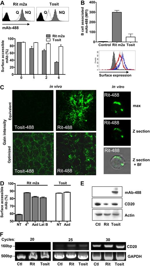 Figure 4. Type I mAbs modulate CD20 from the cell surface through internalization, leading to mAb and CD20 degradation. (A) hCD20 Tg B cells were incubated in vitro with Rit m2a–Alexa 488 (Rit-488) or Tosit–Alexa 488 (Tosit-488) mAbs (5 μg/mL) for 1, 2, or 6 hours, washed, and then incubated in the presence or absence of anti–Alexa 488 quenching Ab. The fluorescence remaining after quenching indicates the proportion of internalized mAbs (histogram top panel). Bars represent mean with range for duplicate determinations, one of 3 similar experiments. (B) hCD20 Tg × γ−/− mice were administered Rit-488 or Tosit-488 (100 μg) intravenously, and the amount of fluorescence associated with splenic B cells was assessed 24 hours later (top panel), Rit-488-treated B cells accumulated approximately 4 times the fluorescence compared with that of Tosit-488-treated mice (n = 3 mice). Despite the Rit m2a-treated B cells having a higher level of B cell–associated fluorescence, the Tosit-treated B cells (blue) expressed more CD20 on their surface than Rit-488–treated cells (red; bottom panel), histograms from one of 3 similar experiments. (C) Left panel: In vivo treatment: 10 μm spleen sections from mice treated, as in panel B, were analyzed by confocal microscopy. Assessed at the same gain intensity, far greater mAb accumulation is evident after Rit m2a (top panels), with its more punctate staining apparent when Rit m2a and Tosit were compared at optimized gain intensity (bottom panels). Right panel, in vitro treatment: hCD20 Tg B cells treated with Rit-488 (5 μg/mL) in vitro and assessed by confocal microscopy with a maximal projection, Z section through the center of the cell, and overlaid versus the bright field (Bf). In both panels an HXC PL APO CS 100×/1.4 oil immersion lens, 2× optical zoom was used. (D) Internalization of Rit-488 or Tosit-488 on hCD20 Tg B cells under normal conditions (NT), at 4°C, in the presence of azide (Azd, 15mM) or latrunculin B (Lat B, 50μM). Bars represent mean with range for duplicate determinations, one of 3 similar experiments. (E) hCD20 Tg B cells treated with Rit-488 or Tosit-488 for 6 hours and assessed by Western blot for the expression of intact Alexa 488–IgG, CD20, and actin (as a loading control). (F) mRNA levels of CD20 and GAPDH (as a control) were assessed in the same cells.