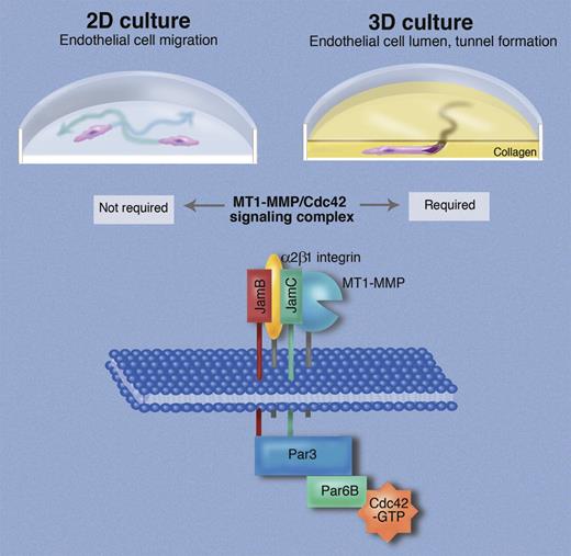 Endothelial cells in 2-dimensional tissue culture are able to migrate (indicated by arrows), proliferate, and form chordlike structures. When placed in 3-dimensional culture in a collagen matrix, endothelial cells form tunnels and generate a lumen, thereby displaying properties that are considered essential for assembling the vasculature in vivo. Sacharidou et al identify a signaling complex, termed “endothelial lumen signaling complex,” in which the membrane-anchored metalloproteinase MT1-MMP interacts with the integrin α2β1, and both bind to the junctional adhesion molecule JamC, which in turn interacts with the related JamB. The cytoplasmic domains of JamB and JamC then bind directly to Par3 to recruit the intracellular components of the signaling complex, which also include Par6B and Cdc42. Professional illustration by Marie Dauenheimer.