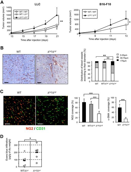 Figure 2. Accelerated tumor growth and immature tumor blood vessels in Lyl1-deficient mice. (A) Accelerated growth of syngeneic tumors in ΔLyl1/ΔLyl1 mice. (Left) Palpable tumors were measured every day using a caliper. The tumor volumes (in cubic millimeters) were calculated according to the formula: volume = Pi/6 × (width)2 × (length). Shown is the volume of LLC tumors implanted in ΔLyl1/ΔLyl1 and in their WT and WT/ΔLyl1 littermates as a function of time. Error bars represent means ± SEM, WT (n = 7); WT/ΔLyl1 (n = 7); ΔLyl1/ΔLyl1 (n = 8). **P < .01. Data are representative of 4 separate experiments. (Right) Shown is the volume of B16-F10 tumors implanted in ΔLyl1/ΔLyl1 and in their WT littermates as a function of time. Error bars represent means ± SEM, WT (n = 9); ΔLyl1/ΔLyl1 (n = 6). *P < .05. (B) Enlargement of tumor blood vessels in ΔLyl1/ΔLyl1 mice. The entire surfaces of CD31-stained sections of LLC tumor from ΔLyl1/ΔLyl1 and from their WT and WT/ΔLyl1 littermates were visualized with a nanozoomer slide scanner controlled by the NDP.View software. (Left) Representative microscopy images of CD31 immunostaining of tumor sections showing enlargement of tumor blood vessels in Lyl1-deficient mice. Scale bar: 100 μm. (Right) Distribution of tumor blood vessels according to their Ferret diameter in WT, WT/ΔLyl1 and ΔLyl1/ΔLyl1 mice. 80 to 200 open vessels were selected per tumor section stained with anti-CD31 and their Ferret diameter was calculated using ImageJ software (National Institutes of Health). For each section, selected vessels were ranked according to their diameter and the following distribution was established: < 30 μm, 30-70 μm, and > 70 μm. Analyzed tumors: WT (n = 7), WT/ΔLyl1 (n = 6), ΔLyl1/ΔLyl1 (n = 9). **P < .01, using the χ2 test. (C) Reduced pericyte coverage of tumor blood vessels in ΔLyl1/ΔLyl1 mice. (Left) Microscopy images illustrating the severe reduction of pericyte coverage of tumor blood vessels from ΔLyl1/ΔLyl1 mice. LLC tumor sections were double-stained for the endothelial cell marker CD31 (green) and for the pericyte marker NG2 (red). Scale bar: 100 μm. (Right) The extent of vessel coverage by pericytes was determined on 4 to 6 random fields by measuring, with ImageJ software, the proportion of CD31-positive vessels covered by NG2- or α-SMA–immunoreactive cells. NG2 coverage was calculated as the percentage of NG2-positive vessels compared with the number of CD31-positive vessels. The data are presented as the mean ± SEM. Analyzed individual tumors: WT (n = 7), WT/ΔLyl1 (n = 8); ΔLyl1/ΔLyl1 (n = 7). ***P < .001. Tumor sections were double-stained for the endothelial cell marker CD31 and for the pericyte marker α-SMA (see supplemental Figures 2-3). α-SMA coverage was calculated as the percentage of α-SMA–positive vessels compared with the number of CD31-positive vessels. The data are presented as the mean ± SEM. Analyzed individual tumors: WT (n = 4), ΔLyl1/ΔLyl1 (n = 6). ***P < .001. (D) Increased vascular permeability of tumors in ΔLyl1/ΔLyl1 mice ΔLyl1/ΔLyl1 and WT/ΔLyl1 mice with LLC tumor sizes between 200 and 500 mm3 were used to measure tumor vascular permeability by Evans blue extravasation as an index of albumin leakage. Evans blue diffused within tumor was quantified at 630 nm. The amount of EBD (micrograms per gram of dry weight) was calculated from standard curve to determine the concentration of extravasated dye in the tumor. The mean is represented as a black bar on this scatter plot. Each point represents data for a separate mouse: WT/ΔLyl1 (n = 7), ΔLyl1/ΔLyl1 (n = 6). *P < .05.