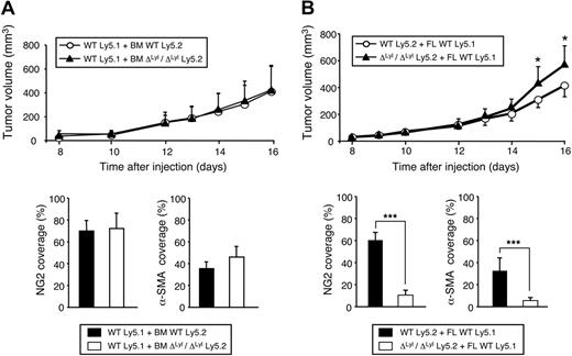Figure 4. The hematopoietic defects of ΔLyl1/ΔLyl1 mice are not responsible for the accelerated tumor growth and immaturity of tumor blood vessels. (A top) Shown is the volume of LLC tumors implanted in C57Bl/6 Ly5.1 mice transplanted with bone marrow cells from ΔLyl1/ΔLyl1 or WT C57Bl/6 Ly5.2 mice, as a function of time. Eight weeks after transplantation, 86.9% (± 5.5%) and 77.4% (± 8.2%) of PBMCs were Ly5.2-positive in mice transplanted with BM cells from either WT or Lyl1-deficient mice, respectively. Error bars represent means ± SEM, WT (n = 9); ΔLyl1/ΔLyl1 (n = 7). (Bottom) Quantization of mural cell coverage of tumor blood vessels of WT mice transplanted either with WT or ΔLyl1/ΔLyl1 mice BM cells, by immunofluorescence with NG2, or α-SMA antibody. Vessel coverage was calculated as the percentage of NG2-, or α-SMA, positive vessels compared with the number of CD31-positive vessels. The data are presented as the mean ± SEM. Analyzed individual tumors: WT (n = 5); ΔLyl1/ΔLyl1 (n = 6); NG2 coverage: 70% (± 9.2%) and 72.2% (± 13.8%) for WT mice transplanted with WT and Lyl1-deficient BM cells, respectively; α-SMA coverage: 34.8% (± 5.8%) and 46.5% (± 9.5%) for WT mice transplanted with WT and Lyl1-deficient BM cells, respectively. (B top) Shown is the volume of LLC tumors implanted in C57Bl/6 Ly5.2 WT and ΔLyl1/ΔLyl1 mice transplanted with fetal liver cells from C57Bl/6 Ly5.1 WT mice, as a function of time. Six weeks after transplantation, 77.6% (± 9.1%) and 92.8% (± 1.9%) of PBMCs were Ly5.1-positive in Ly5.2 WT or Lyl1-deficient transplanted mice, respectively. Error bars represent means ± SEM, WT (n = 6); ΔLyl1/ΔLyl1 (n = 9). *P < .05. (Bottom) Quantization of mural cell coverage of tumor blood vessels of either WT or ΔLyl1/ΔLyl1 mice transplanted with WT fetal liver cells by immunofluorescence (as in panel A). The data are presented as the mean ± SEM. Analyzed individual tumors: WT (n = 6); ΔLyl1/ΔLyl (n = 6); NG2 coverage: 59.6% (± 7.8%) and 10.5% (± 4.3%) for WT and ΔLyl1/ΔLyl1 mice transplanted with WT FL cells, respectively. For α-SMA coverage: 32.4% (± 11.7%) and 5.6% (± 2.5%) for WT and ΔLyl1/ΔLyl1 mice transplanted with WT FL cells, respectively.