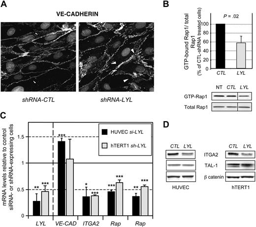 Figure 7. LYL1 controls the expression of molecules involved in the formation and stabilization of adherens junctions. (A) LYL1-depletion affects the assembly and maturation of adherens junctions. hTERT1 cells were transduced with lentiviruses encoding either control shRNA or LYL1 shRNA, and puromycin-resistant cell populations were established. Confluent monolayers of the indicated population were immunostained with a VE-Cadherin antibody and vizualized with Alexa 647-conjugated secondary antibody. Note the continuous and regular staining on CTL-hTERT1 cell perimeters (arrows) and the presence of gaps between adjacent cells (arrowheads) leading to an irregular staining. (B) LYL1 depletion reduces constitutive activation of Rap1. Whole cell extract prepared from shRNA-transduced hTERT1 were assayed for RAP1 activity as described in “Rapactivity assay.” Scanned autoradiographs were quantified using Image J to determine the ration GTP-bound Rap1/total Rap1 for each extract. Bars show means ± SD of the ratio GTP-bound Rap1/total-Rap1 of 3 independent experiments. shRNA CTL-treated cell ratio was arbitrarily set at 100%. Images shown are representative of the 3 experiments. Vertical lines have been inserted to indicate a repositioned gel lane. (C) HUVECs were treated with LYL1 or control HLA-A siRNA and total RNA were prepared 48 hours after transfection. hTERT1 cells were transduced with lentiviruses encoding either control shRNA or LYL1 shRNA, and puromycin-resistant cell populations were established. mRNA levels of the indicated gene in siRNA-treated HUVEC (black bars) or in shRNA-transduced hTERT1 (gray bars) were assessed by qRT-PCR. cDNAs were amplified by specific primers and normalized to GAPDH. VE-CAD, ITGA2, Rap-GEF1, Rap-GEF2, genes encoding VE-CADHERIN, INTEGRIN-α2, C3G and DOCK4 proteins, respectively. Each bar is the mean ± SD of mRNA levels relative to control HLA-A siRNA-treated HUVECs (3 independent experiments) or to hTERT1 cells transduced with control shRNA-lentivirus, which were set at 100%. ***P < .005; **P < .01; *P < .05 by Student t test. (D) LYL1-silencing causes down-expression of INTEGRIN-α2: HUVECs or hTERT1 cells were transduced with lentiviruses encoding either control shRNA or shRNA targeting LYL1. Whole cell proteins prepared from puromycin-resistant cell populations were analyzed by immunoblotting for INTEGRIN-α2 and TAL-1 protein expression. beta-CATENIN protein expression was used to control protein loading.