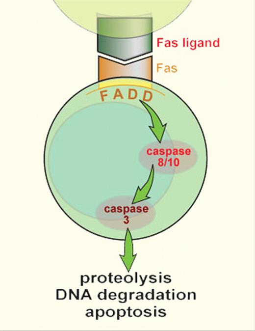 As part of the down-regulation of the immune response, activated T lymphocytes up-regulate Fas expression and activated B and T lymphocytes up-regulate expression of Fas-ligand. Fas and Fas-ligand interact through the Fas-activating death domain (FADD) to trigger the caspase cascade, leading to proteolysis, DNA degradation, and apoptosis. Germline mutations have been described in ALPS in FAS, Fas-ligand, and caspase 10. Somatic mutations have been identified only in FAS; however, they could be found in other genes with future study. Professional illustration by Sue Seif (used with permission).