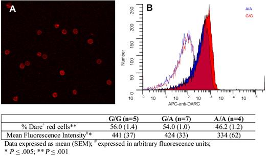 Figure 4. Darc expression on erythrocytes. (A) A representative field showing Darc expression on erythrocytes visualized by confocal microscopy (“Darc expression”). (B) Flow cytometric histograms of red cell Darc expression from representative persons with A/A (blue) and G/G (red) genotypes. The corresponding isotype controls are shown as red and blue lines. The table indicates the average values for the percentage of erythrocytes expressing Darc and the mean fluorescent intensity from persons with G/G, A/G, and A/A genotypes, as described in “Darc expression.”