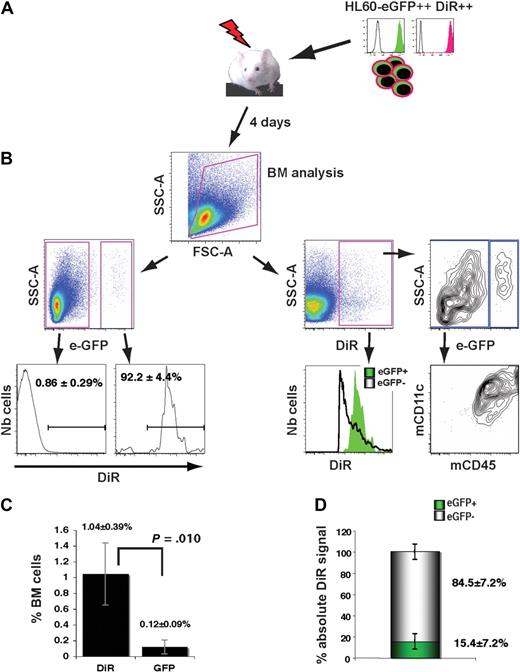Figure 2. In vivo transfer of DiR dye from human leukemic cells toward mouse cells. (A) Sublethally irradiated mice were intravenously injected with 20 × 106 HL60-eGFP–bright cells stained with 5μM DIR and preincubated overnight at 37°C before the infusion. BM cells were analyzed by FC 4 days afterward. (B left panels) Frequency and analysis of DiR+ cells within human (eGFP+) and mouse (eGFP−) cells. (Right panels) Detailed phenotype of live cells positive for DiR. (C) FC quantification of human cell frequencies within the BM of recipients based on the detection of DiR+ or eGFP+ events (n = 4). (D) Determination of the absolute contribution of mouse and human cells within the total DiR signal: for each animal (n = 4), the absolute contribution of human (eGFP+) DiR+ cells was calculated by multiplying the mean fluorescence intensity by the number of events. The same operation was done for mouse cells (eGFP−) and for the total population of DiR+ cells. Results are expressed as a percentage of total DiR absolute signals.