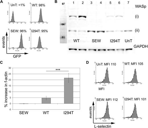 Figure 3. WASpI294T 300.19 cells demonstrate increased levels of F-actin but express normal levels of surface L-selectin. (A) Flow cytometry histograms showing EGFP expression in murine 300.19 pre-B cells before (UnT) and after transfection with lentivirus encoding EGFP alone (SEW), WASpWT, or WASpI294T. WASpWT- and WASpI294T-transfected lines expressing EGFP had average MFI values of 61.8 and 106.7, respectively. Average MFI for EGFP-expressing cells (SEW) was 298.2. (B) Western blot of transfected and untransfected cells showing (i) EGFP-WASp fusion proteins and (ii) endogenous WASp. Lanes 1, 3, and 5 represent cell lines sorted for low EGFP MFI. Lanes 2, 4, and 6 represent cell lines sorted for high EGFP expression. GAPDH levels were monitored for equivalent loading (bottom panel). Relative expression levels were measured using densitometry readings and correction for loading variation. Normalized densitometry readings for EGFP-WASpWT and EGFP-WASpI294T were 147486 and 549950 (lanes 1 and 2) and 101303 and 177848 (lanes 5 and 6), respectively. Immunoblots are representative of 3 independent experiments. (C) F-actin levels were compared between EGFP+ transduced and EGFP+ untransduced cells in the same tube by flow cytometry. WASpI294T cells demonstrate a significant increase in F-actin content compared with cells expressing WASpWT (P = .001; 2-tailed t test). There was a small but significant increase in F-actin in WASpWT cells compared with SEW cells (P = .004; 2-tailed t test). Error bars represent SD. ***P = .001. (D) Untransduced and transduced cells were labeled for L-selectin and analyzed by flow cytometry. Comparable levels of surface L-selectin expression were seen for all cell lines; average MFIs for 3 experiments are shown. All experiments in panels A, C, and D were performed in triplicate on 3 independent occasions.