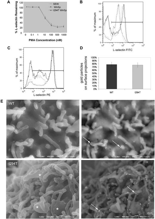 Figure 6. L-selectin shedding and microvillar localization is normal in WASpI294T 300.19 cells. (A) Surface levels of L-selectin were measured by flow cytometry after incubation of cell lines with increasing concentrations of PMA. Normal shedding was induced in all cell lines tested. (B) Surface levels of L-selectin on purified T cells were measured. Representative plots from 1 of 3 experiments are shown. Black lines represent WASpI294T patient cells; gray lines, healthy control cells before (solid lines) and after (dashed lines) incubation with anti-CD3/CD28 beads. The y-axis label “% of maximum” is a normalized measure of the cell count to facilitate overlay comparisons. (C) Surface levels of L-selectin were measured on T cells before (solid lines) and after (dashed lines) incubation with 30μM sheddase inhibitor (Ro-31-9790). Black lines represent WASpI294T patient cells; gray lines, healthy control cells. All error bars represent SD. (D) Surface L-selectin was labeled using immunogold and imaged by FESEM using a JEOL 6700F FESEM and JEOL software. Adobe Photoshop was used for image analysis (crop, image size, and brightness/contrast functions only). Each cell was scored to determine the positioning of individual gold particles on cell body or surface projections. Histogram demonstrates equal distribution of L-selectin on microvilli. (E) FESEM micrographs of WASpWT and WASpI294T 300.19 cells demonstrating surface topography and L-selectin distribution. Secondary electron images detailing morphology are shown in left panels. Dysmorphic, broad microvilli are visible in WASpI294T cells (asterisks). Right panels show backscatter images to detail gold labeling. L-selectin is clearly located and clustered at the tips of microvilli in both WASpWT and WASpI294T cells (arrows). Scale bars represent 100 nm.