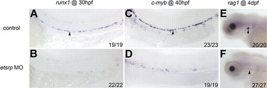 Figure 1. Initiation of definitive hematopoiesis is defective in etsrp morphants. (A-F) runx1, c-myb, and rag1 expression in control (A,C,E) and etsrp morphants (MO; B,D,F). (A-B) runx1 expression in the ventral wall of the DA (arrowhead) at 30 hpf. (C-D) c-myb expression in the ventral wall of the DA (arrowhead) at 40 hpf. (E-F) rag1 expression in the thymus at 4 days after fertilization (arrowheads).