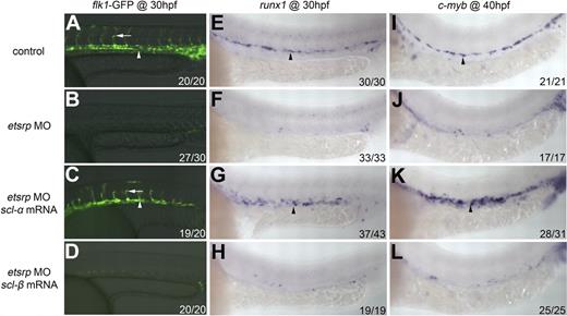 Figure 3. scl-α but not scl-β partially rescues both endothelial and HSC marker expression in etsrp morphants. (A-D) Fluorescent images of flk1-GFP at 30 hpf in control (A), etsrp MO (B), etsrp MO + scl-α mRNA (C), and etsrp MO + scl-β mRNA (D). Arrowheads denote axial vessels, and arrows denote ISVs (A,C). (E-L) runx1 and c-myb expression in control (E,I), etsrp MO (F,J), etsrp MO + scl-α mRNA (G,K), and etsrp MO + scl-β mRNA (H,L). (E-H) runx1 expression in the ventral wall of the DA (arrowheads) at 30 hpf. (I-L) c-myb expression in the ventral wall of the DA (arrowheads) at 40 hpf.