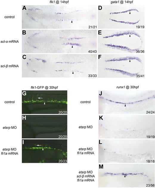 Figure 4. Overexpression of scl-β expands erythroblasts but not trunk angioblasts and rescues runx1 expression in etsrp morphants when angioblasts are restored by fli1a overexpression. (A-F) flk1 and gata1 expression in the PLPM at 14 hpf, flatmount, anterior to left. (A-C) flk1 expression in trunk angioblasts (arrowheads) is broader in embryos injected with the mRNA of scl-α (B) but not scl-β (C). (D-F) gata1 expression in erythroblasts (arrowheads) is broader in embryos injected with the mRNA of either scl-α (E) or scl-β (F). (G-I) Fluorescent images of flk1-GFP at 30 hpf in control (G), etsrp MO (H), and etsrp MO + fli1a mRNA (I). Arrowheads denote axial vessels, and arrows denote ISVs (G,I). (J-M) runx1 expression in the ventral wall of the DA (arrowheads) at 30 hpf in control (J), etsrp MO (K), etsrp MO + fli1a mRNA (L), and etsrp MO + scl-β and fli1a mRNA (M).