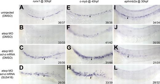 Figure 5. The rescue of ephrinb2a but not runx1 or c-myb expression by scl-α in etsrp morphants is abolished by SU5416 treatment. (A-L) runx1, c-myb, and ephrinb2a expression in control (0.2% DMSO; A,E,I), etsrp MO (0.2% DMSO; B,F,J), etsrp MO + scl-α mRNA (0.2% DMSO; C,G,K), and etsrp MO + scl-α mRNA (2μM SU5416; D,H,L). (A-D) runx1 expression in the ventral wall of the DA (arrowheads) at 30 hpf. (E-H) c-myb expression in the ventral wall of the DA (arrowheads) at 40 hpf. (I-L) ephrinb2a expression in the DA (arrowheads) at 30 hpf.