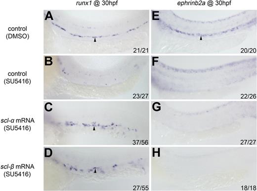 Figure 6. Both scl isoforms partially rescue runx1 but not ephrinb2a expression in SU5416-treated embryos. (A-H) runx1 and ephrinb2a expression in control (0.2% DMSO; A,E), control (2μM SU5416; B,F), scl-α mRNA (2μM SU5416; C,G) and scl-β mRNA (2μM SU5416; D,H). (A-D) runx1 expression in the ventral wall of the DA (arrowheads) at 30 hpf. (E-H) ephrinb2a expression in the DA (arrowheads) at 30 hpf.